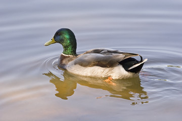 Mallard Looking
