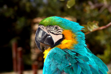 Ara