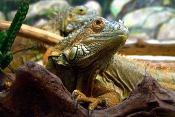 Leguan