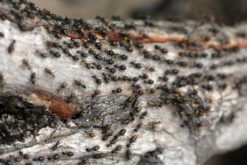 termites