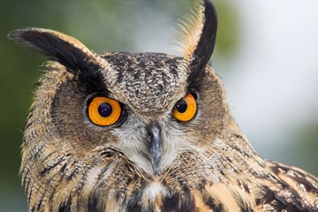 Eagle Owl - Bubo bubo