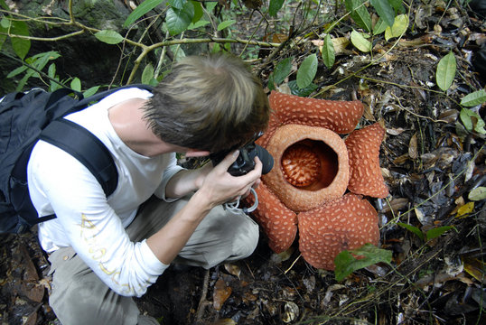 Imagens de Raflesia – Explore Fotografias do Stock, Vetores e Vídeos de 1,120 | Adobe Stock