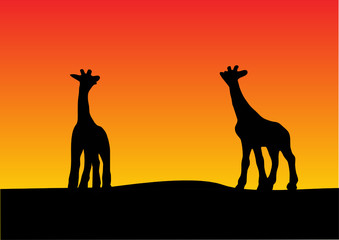 Fototapeta na wymiar giraffe with sunset background