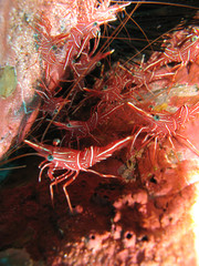 crevette