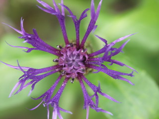 Fleur violette