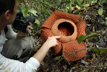raflesia