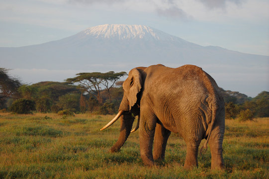 Fototapeta éléphant devant Kilimandjaro
