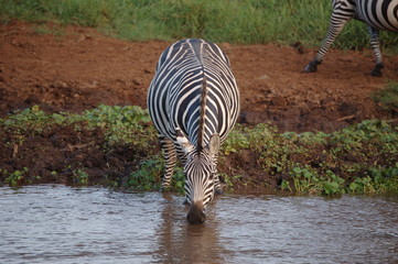 z&egrave;bre &agrave; la rivi&egrave;re