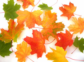 Maple leaves
