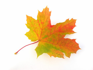 Single maple leaf