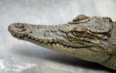 crocodilus posorus