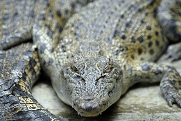crocodilus posorus