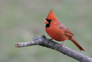 Male Northern Cardinal