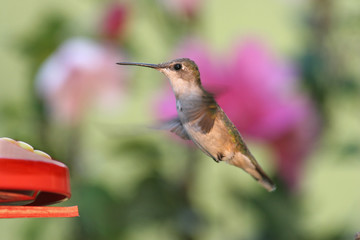 Fototapeta na wymiar Hummingbird w podajniku