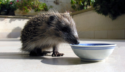 Hérisson de Provence