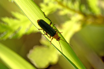 leather-winged beetle