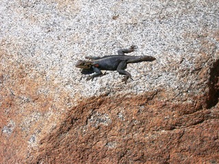 Salamander, Eidechse, Echse