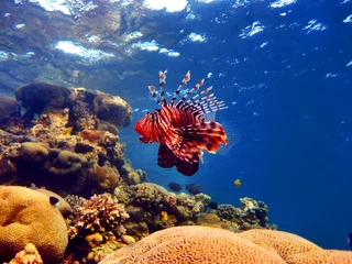 Foto auf Acrylglas Tauchen Rotfeuerfisch