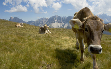 Neugieriges Kalb auf der Alm