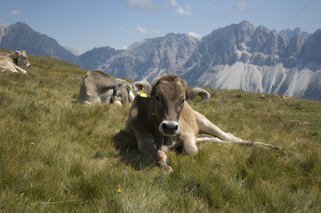 Kühe in den Bergen