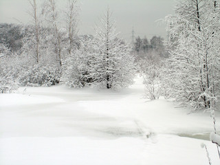 In the winter forest