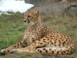 Cheetah cage in the Moscow zoo