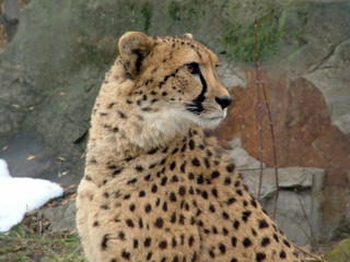 Cheetah cage in the Moscow zoo