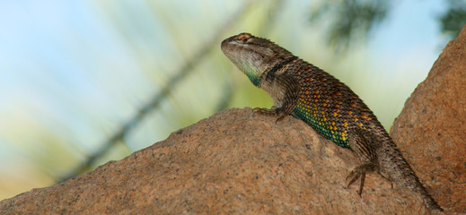 A Sonoran Spiny Lizard