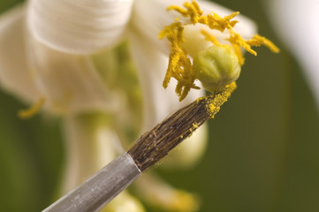 lemon tree. pollen - in vitro :)
