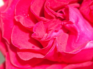 Rose rouge