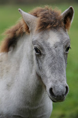 Obraz premium poulain camarguais