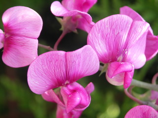 Fleur violet