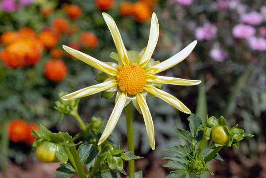 dalhia jaune