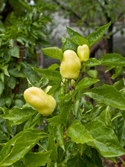 chili plant