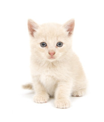 Shy yellow kitten on white background