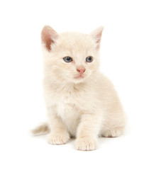 Shy yellow kitten