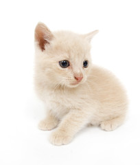 Shy little kitten