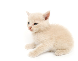 Shy yellow kitten