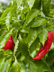 chili plant