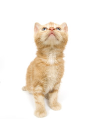 Yellow kitten wide angle