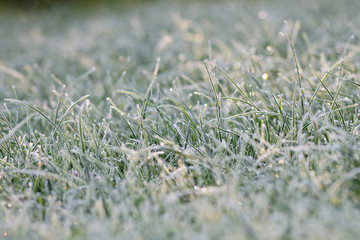 Frosted meadow