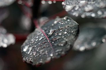 Raindrops on leaf