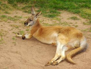 Kangaroo