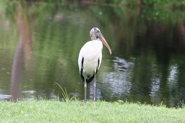 STORK
