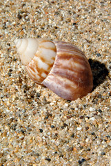Sand and Sea Shell