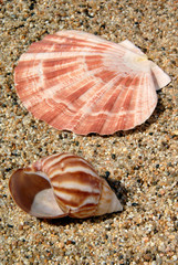 Sand and Sea Shell