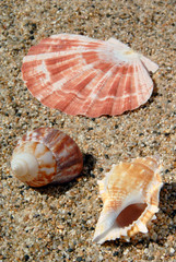 Sand and Sea Shell