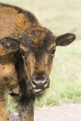 Fototapeta premium buffalo calf