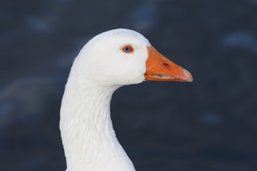 white goose