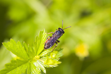 fly in summer